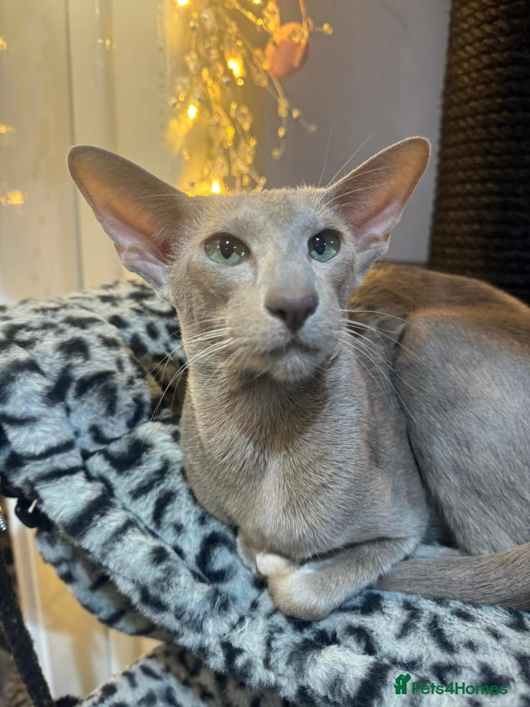 Oriental cats for sale: Gccf registered lilac girl spayed  - Image 3