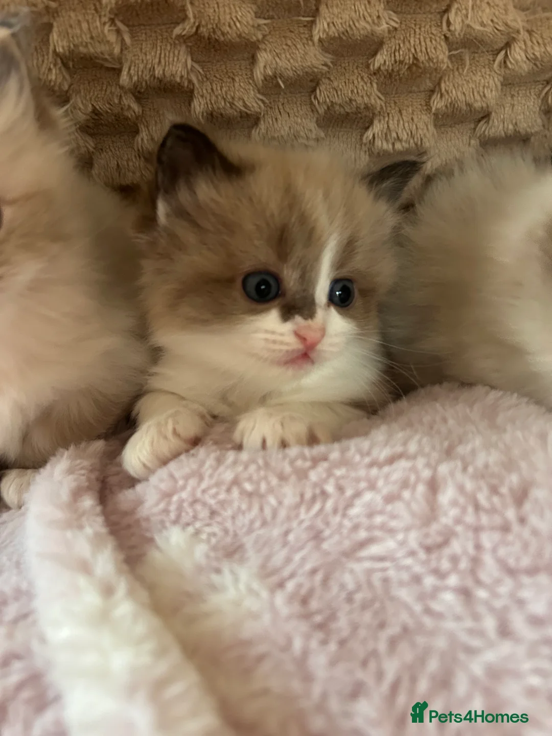 Ragdoll cats for sale: Ragdoll Kittens TICA 2 Boys Seal Blue  - Advert 15