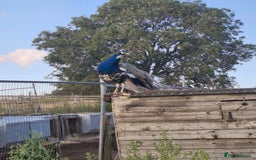 Peafowl poultry for sale: Peacock for sale  - Image 1