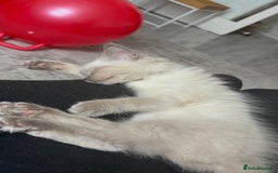 Ragdoll cats for sale: Ragdoll Male 6months - Image 3