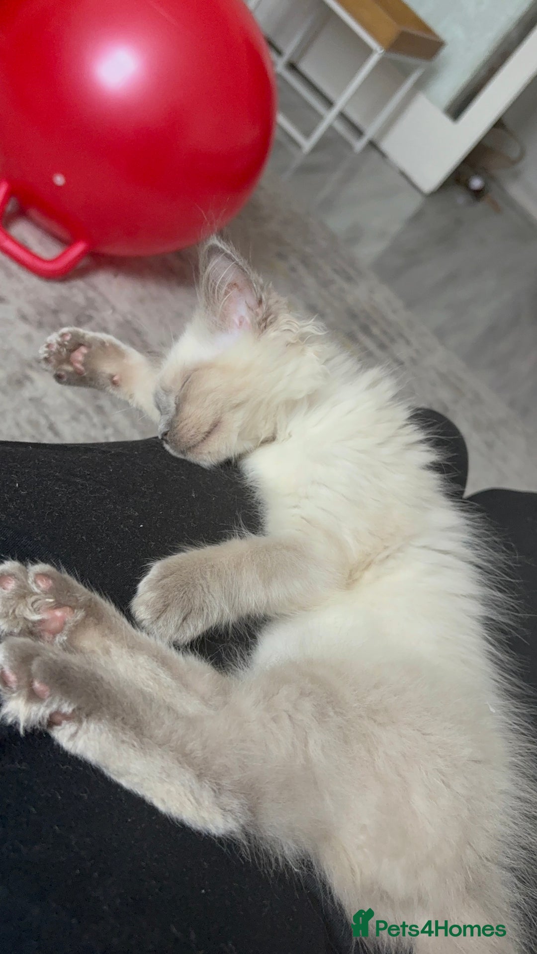 Ragdoll cats for sale: Ragdoll Male 6months - Image 3