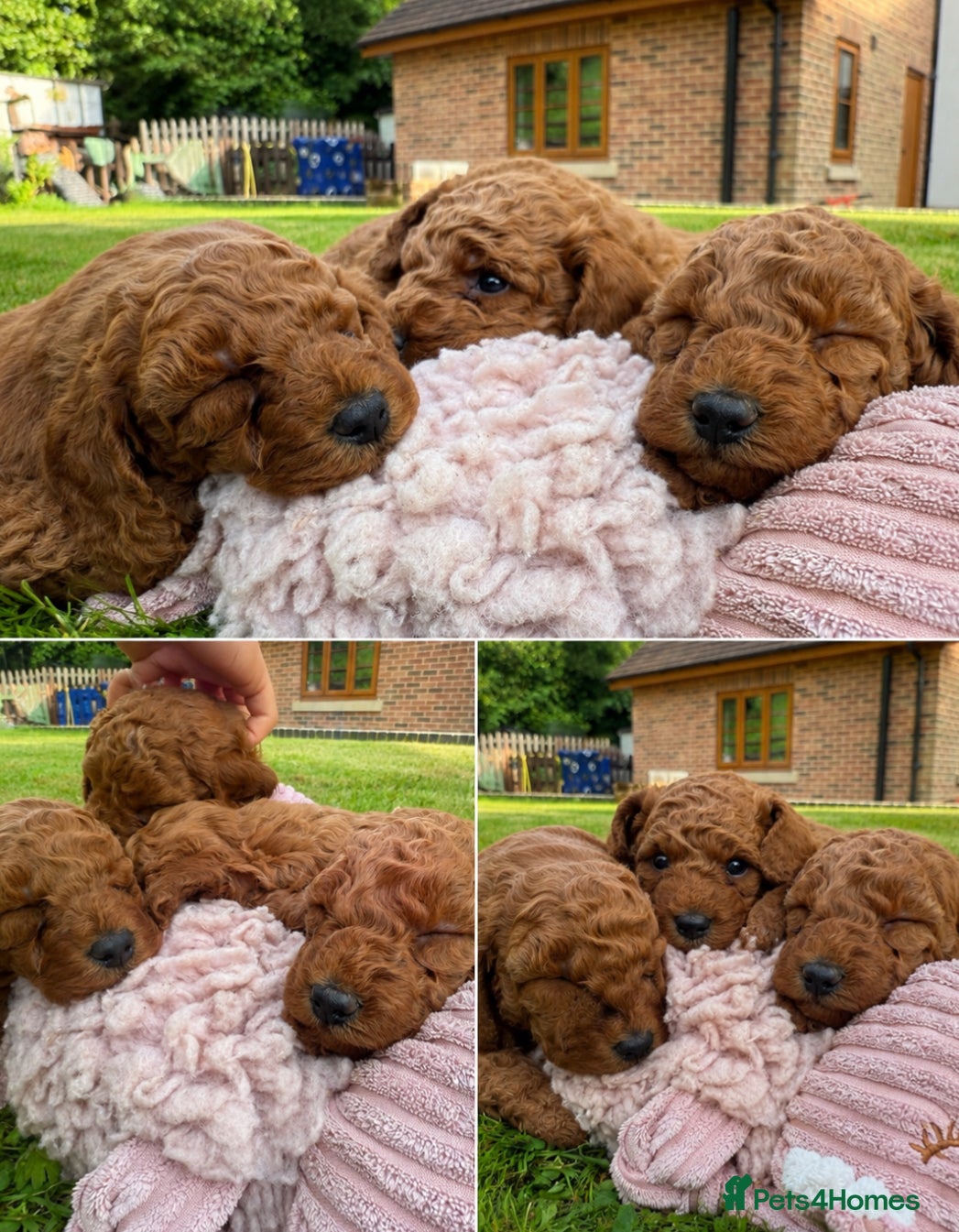Miniature Poodle dogs KC Registered Deep Red Miniature Poodle Puppies - Advert 2