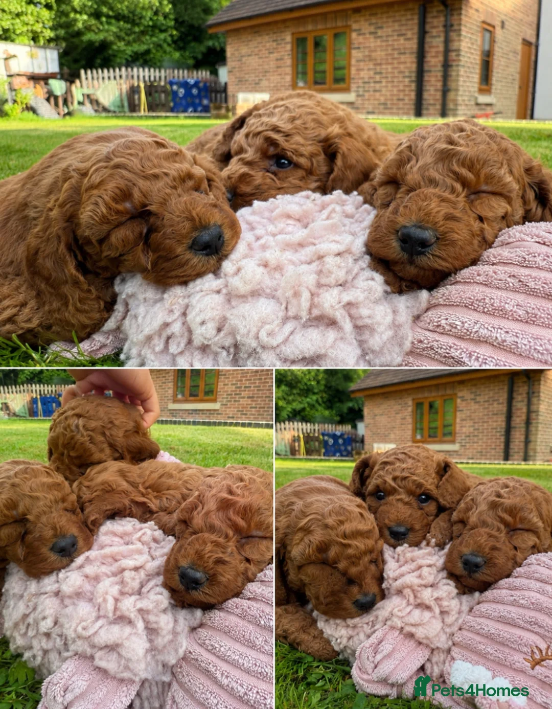 Miniature Poodle dogs for sale: KC Registered Deep Red Miniature Poodle Puppies in Ashbourne - Advert 1