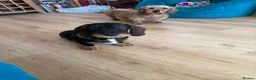 Dachshund dogs for sale: Whire haired dachshund puppy  - Advert 3