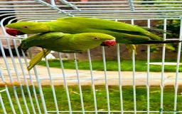 Ringnecks birds for sale: birds - Image 4