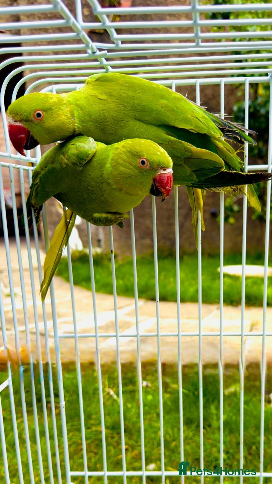 Ringnecks birds for sale: birds - Image 4