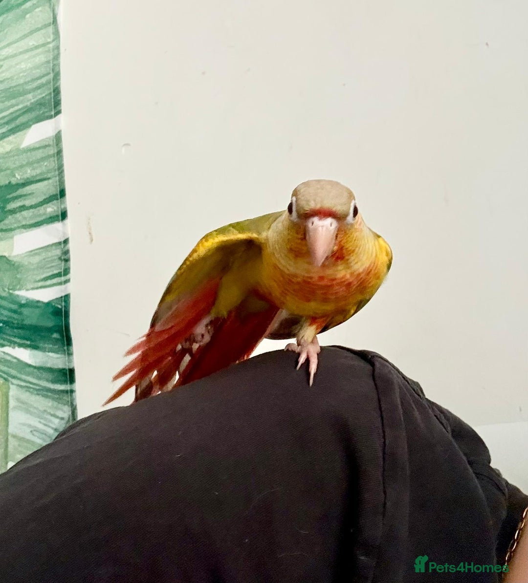 Conures birds for sale: Hand rear baby conures  - Image 3