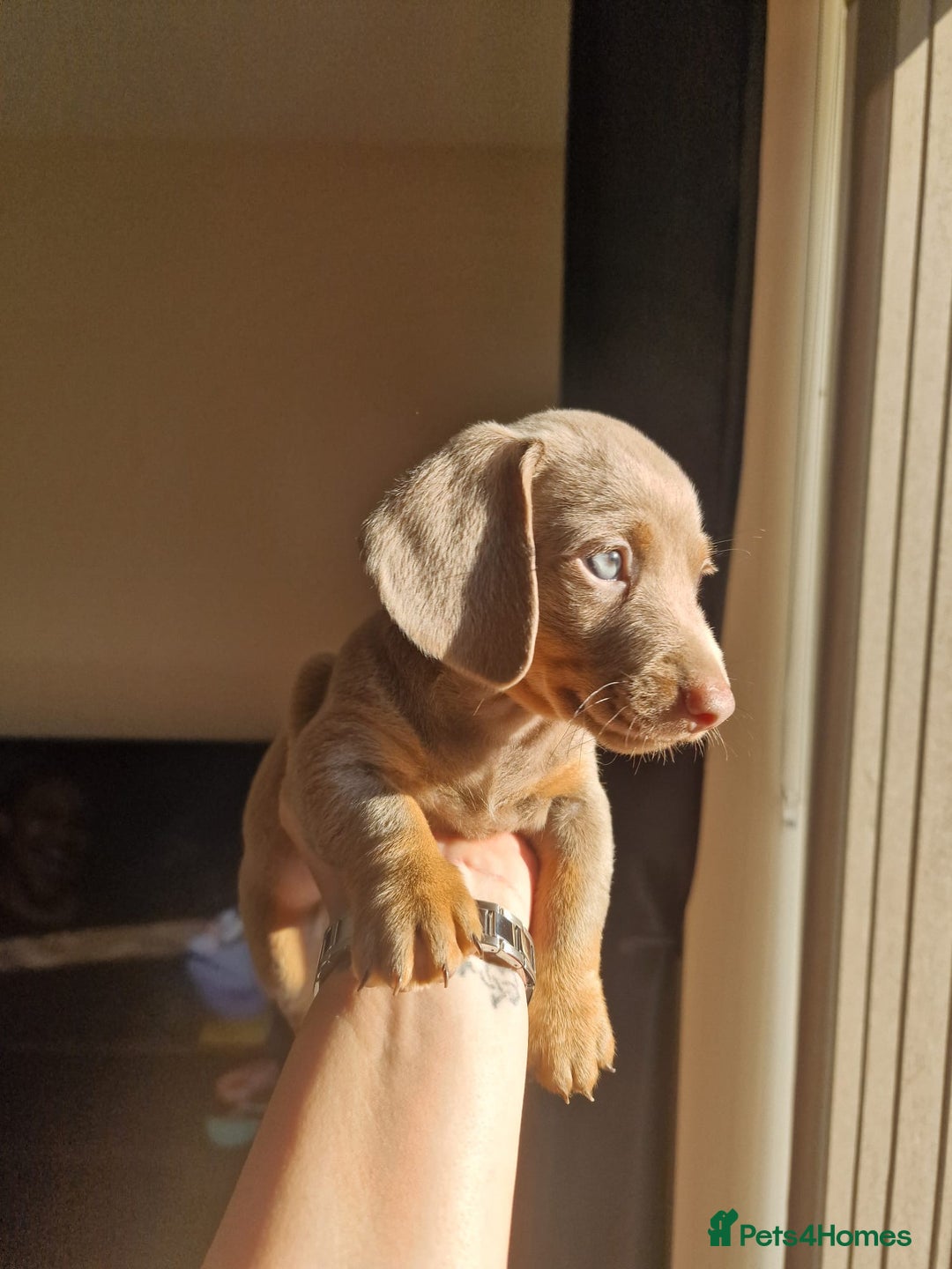 Dachshund dogs for sale: Dachshund puppies for sale - Advert 13
