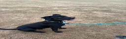 Mixed Breed dogs for sale: 10 month old Buck in Bristol - Advert 3