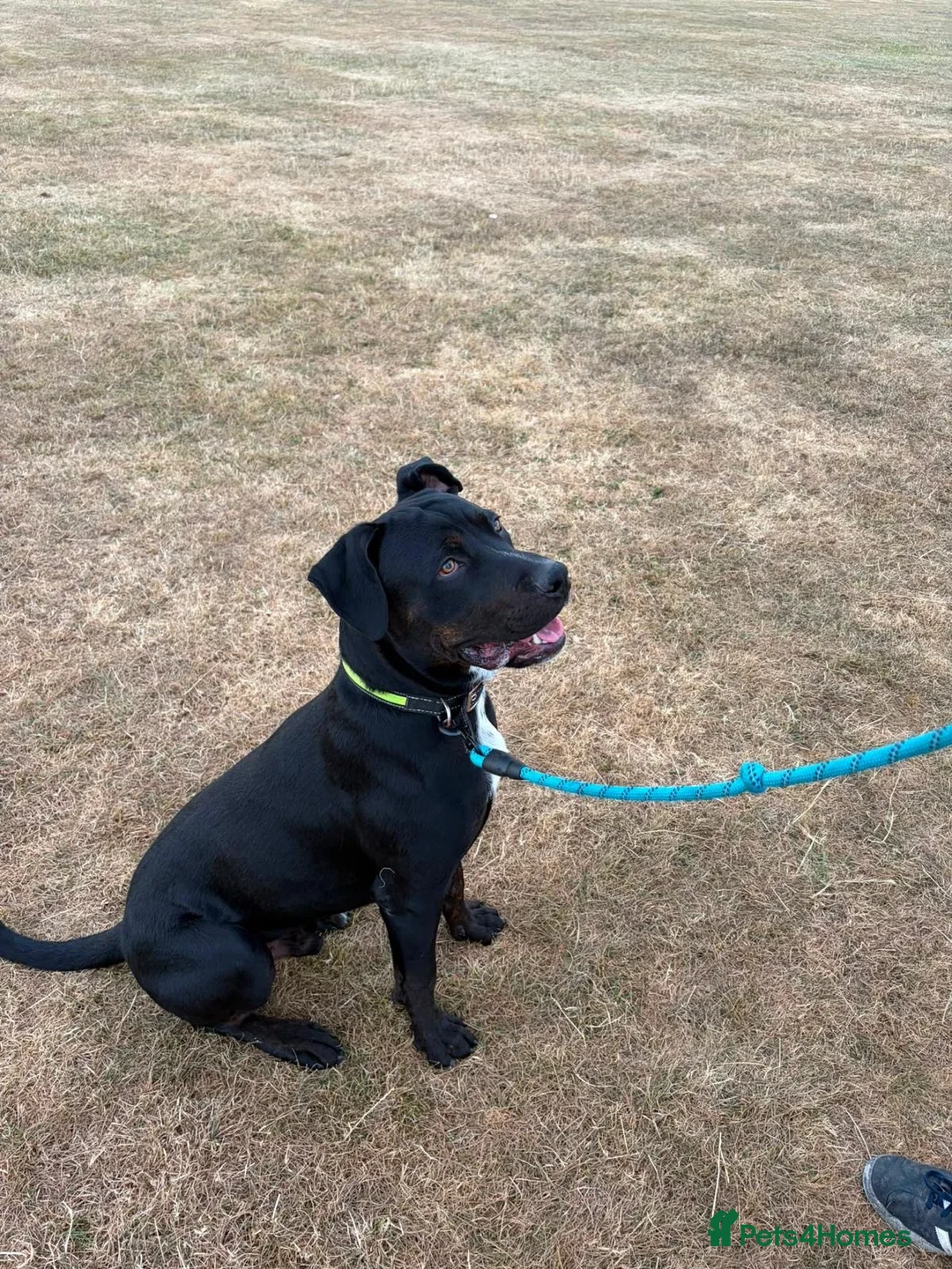 Mixed Breed dogs for sale: 10 month old Buck in Bristol - Advert 3