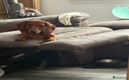 Dachshund dogs for sale: Ready now! Dachshund puppy/sausage dog 1 girl left - Image 16