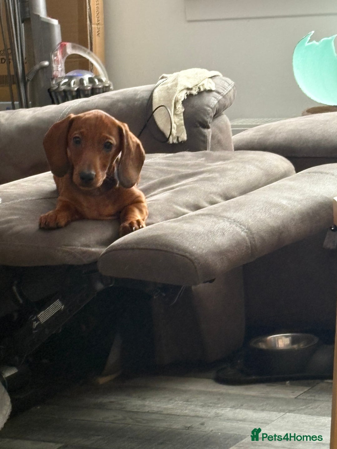 Dachshund dogs for sale: Ready now! Dachshund puppy/sausage dog 1 girl left - Image 16