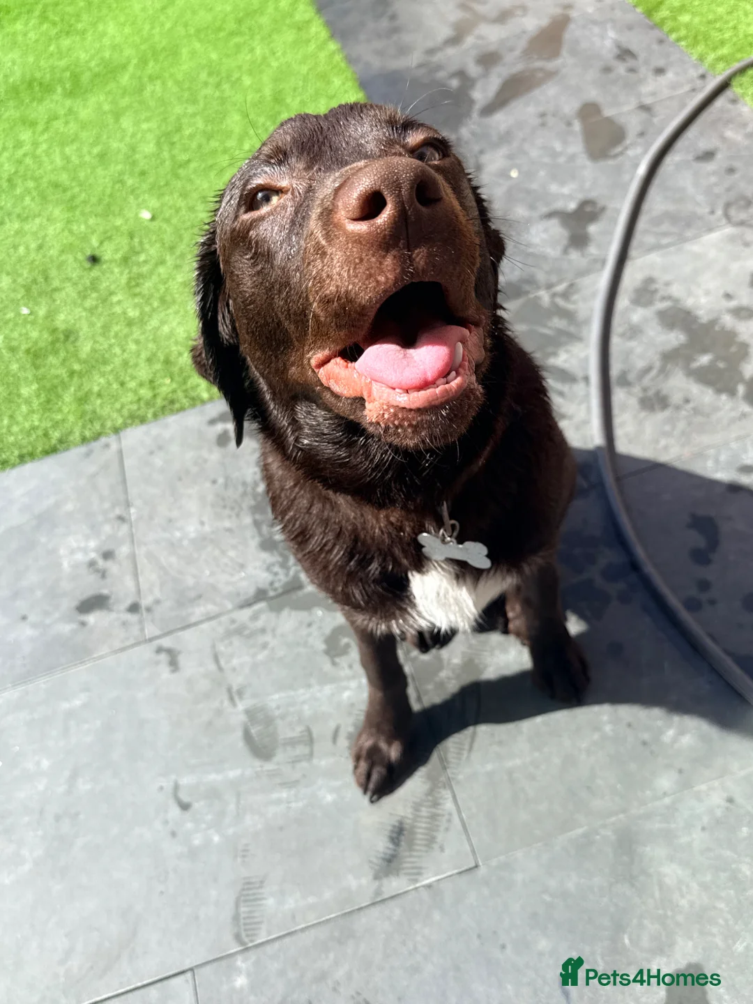 Labrador Retriever dogs for sale: Male Chocolate Labrador - NO TIME WASTERS - Advert 2