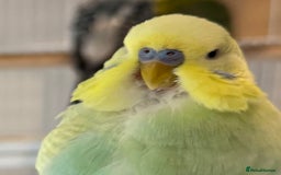 Budgerigars birds for sale: Bonded budgies for sale  - Image 12