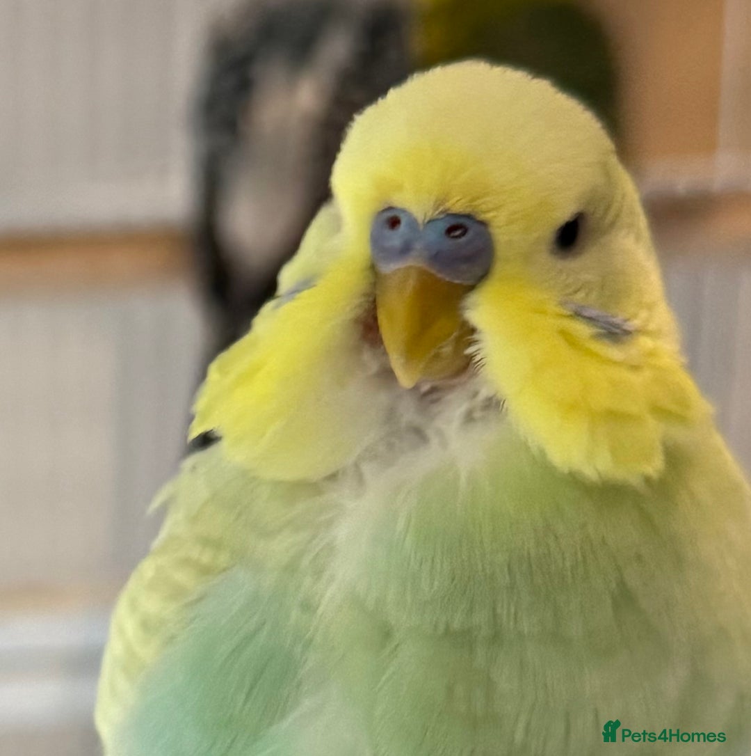 Budgerigars birds for sale: Bonded budgies for sale  - Image 12