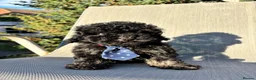 Cavapoo dogs for sale: 1 tiny boy still searching for his home - Advert 3