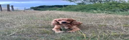 Cocker Spaniel dogs for stud: Handsome Golden Working Cocker for Stud KC Reg - Advert 6