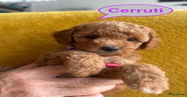 Sproodle dogs - Advert 4