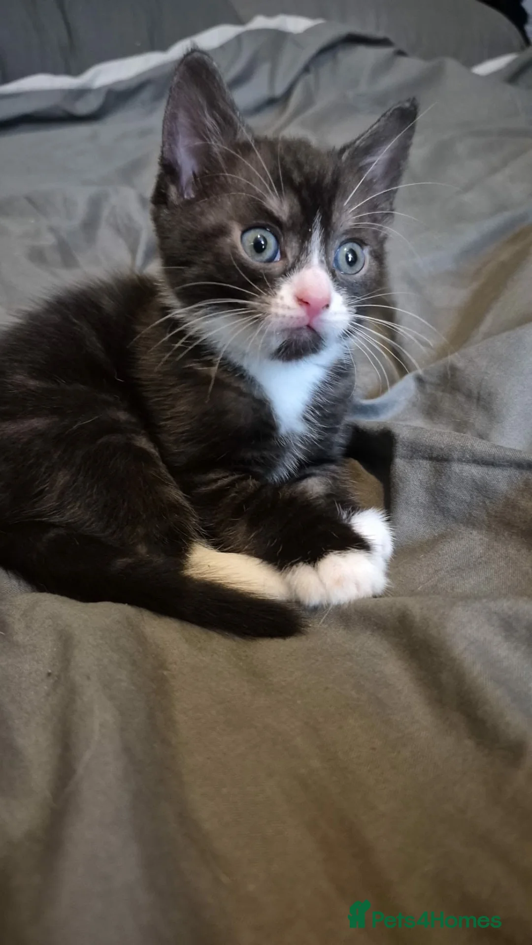 Mixed Breed cats for sale: Miniature Scottish Fold/Tuxedo in Ipswich - Advert 3
