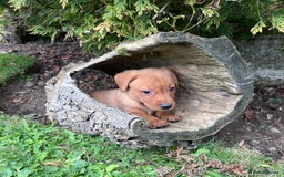 Labrador Retriever dogs for sale: Dark Red and Yellow KC reg DNA Clear Lab Puppies - Image 28