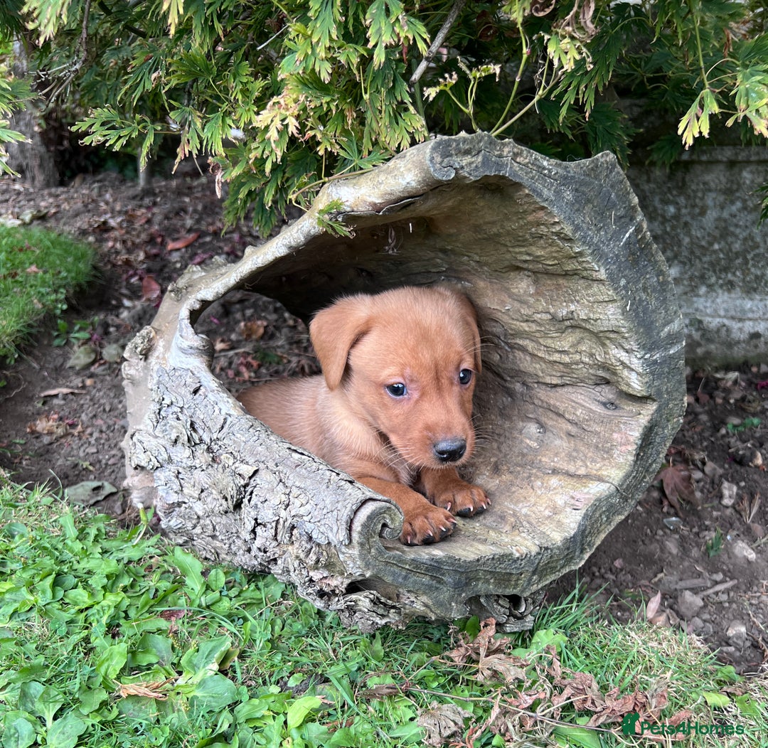 Labrador Retriever dogs for sale: Dark Red and Yellow KC reg DNA Clear Lab Puppies - Image 28