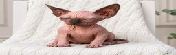 Sphynx cats for sale: Tics registered sphynx kittens  - Advert 6