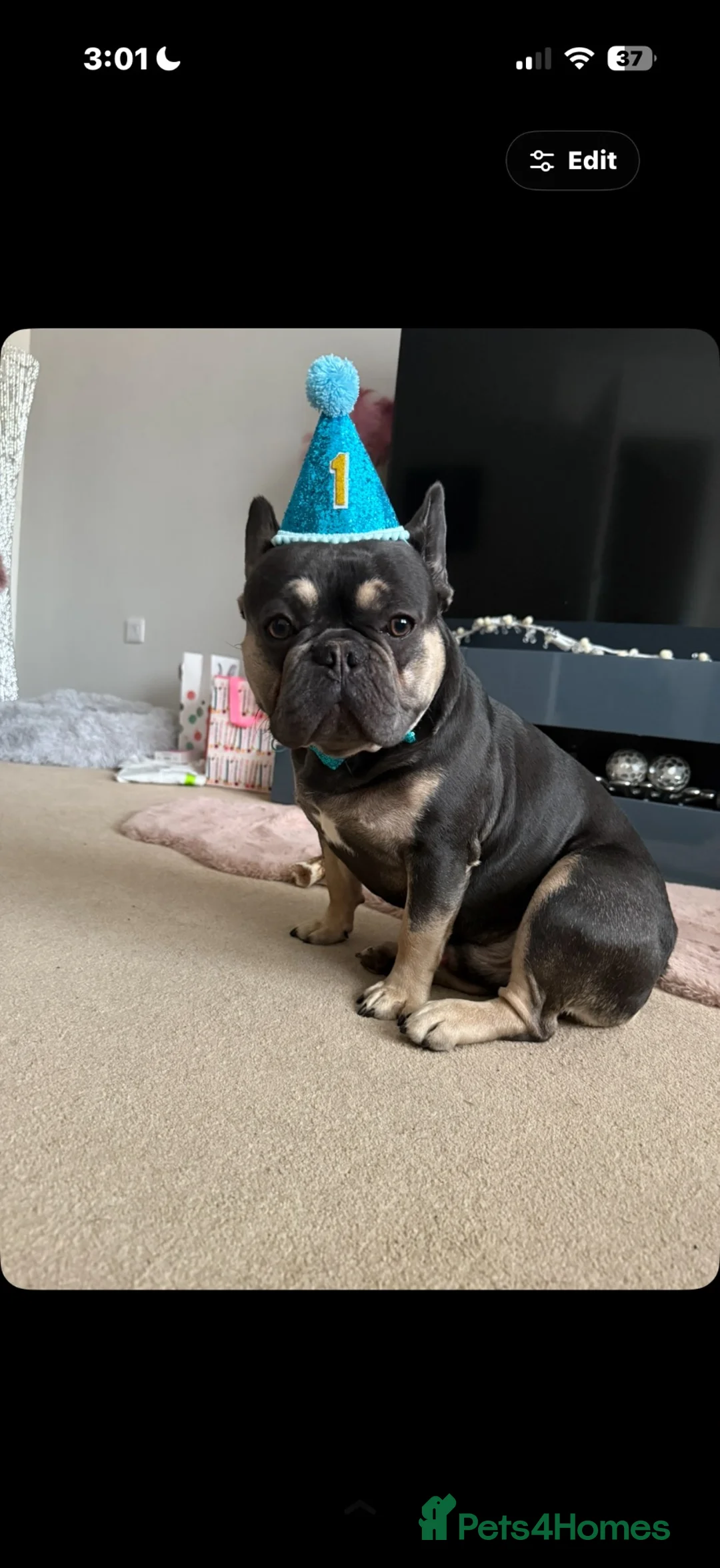 French Bulldog dogs for stud: Male French bulldog  - Advert 3