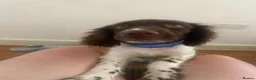 Sprocker dogs for sale: 6 month old male sprocker in Cambridge - Advert 2