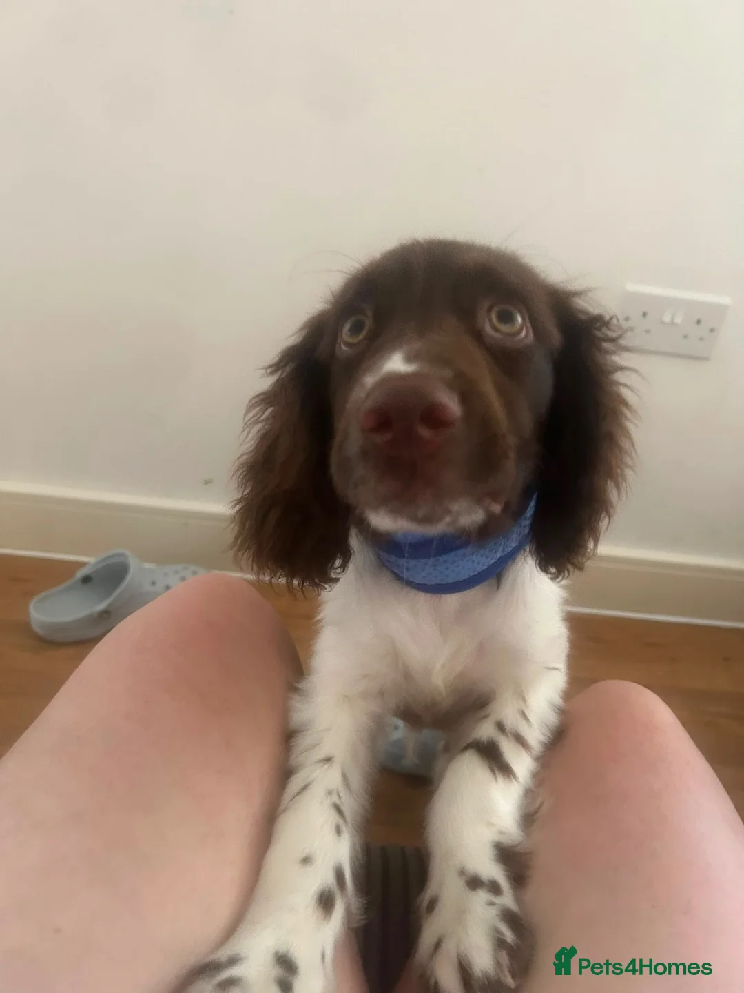 Sprocker dogs for sale: 6 month old male sprocker in Cambridge - Advert 2