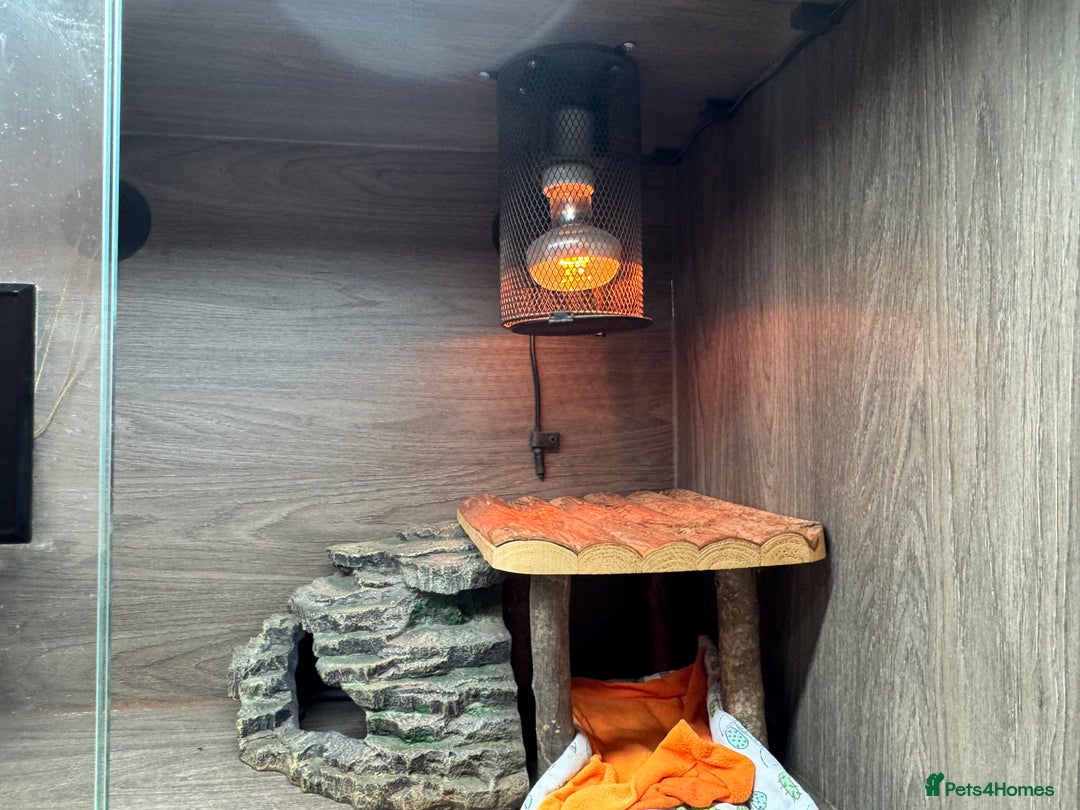 Bearded Dragon reptiles for sale: Cuddly red beardie for sale (male) with full viv  - Image 6