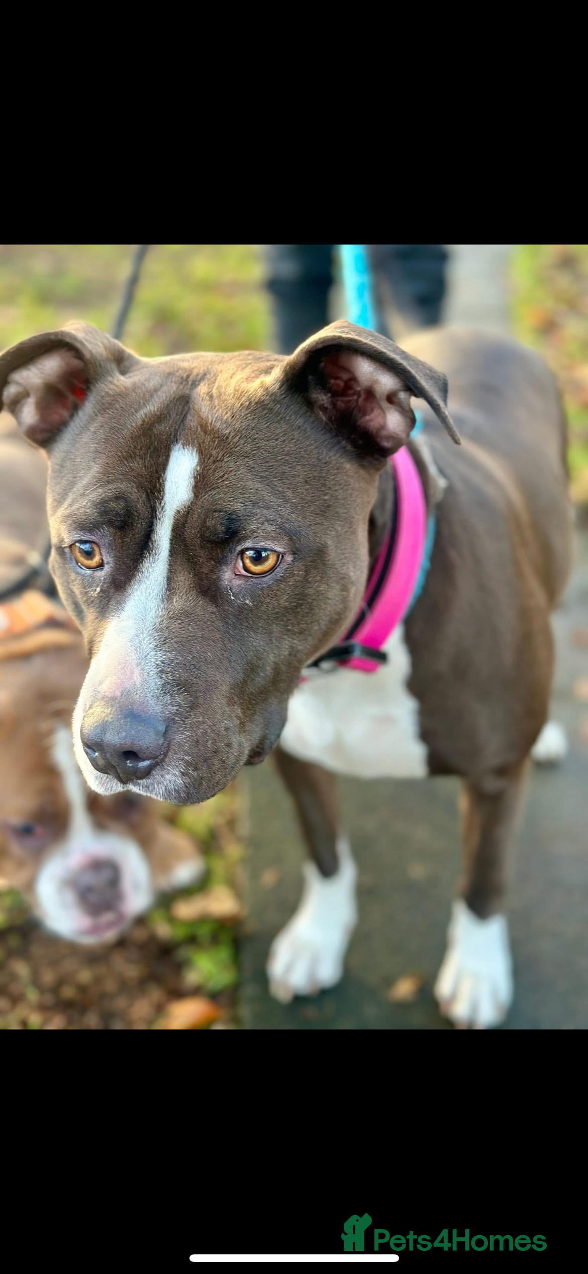 Mixed Breed dogs Rehoming rio - Advert 2