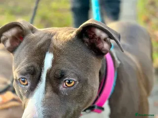 Mixed Breed dogs Rehoming rio - Advert 2