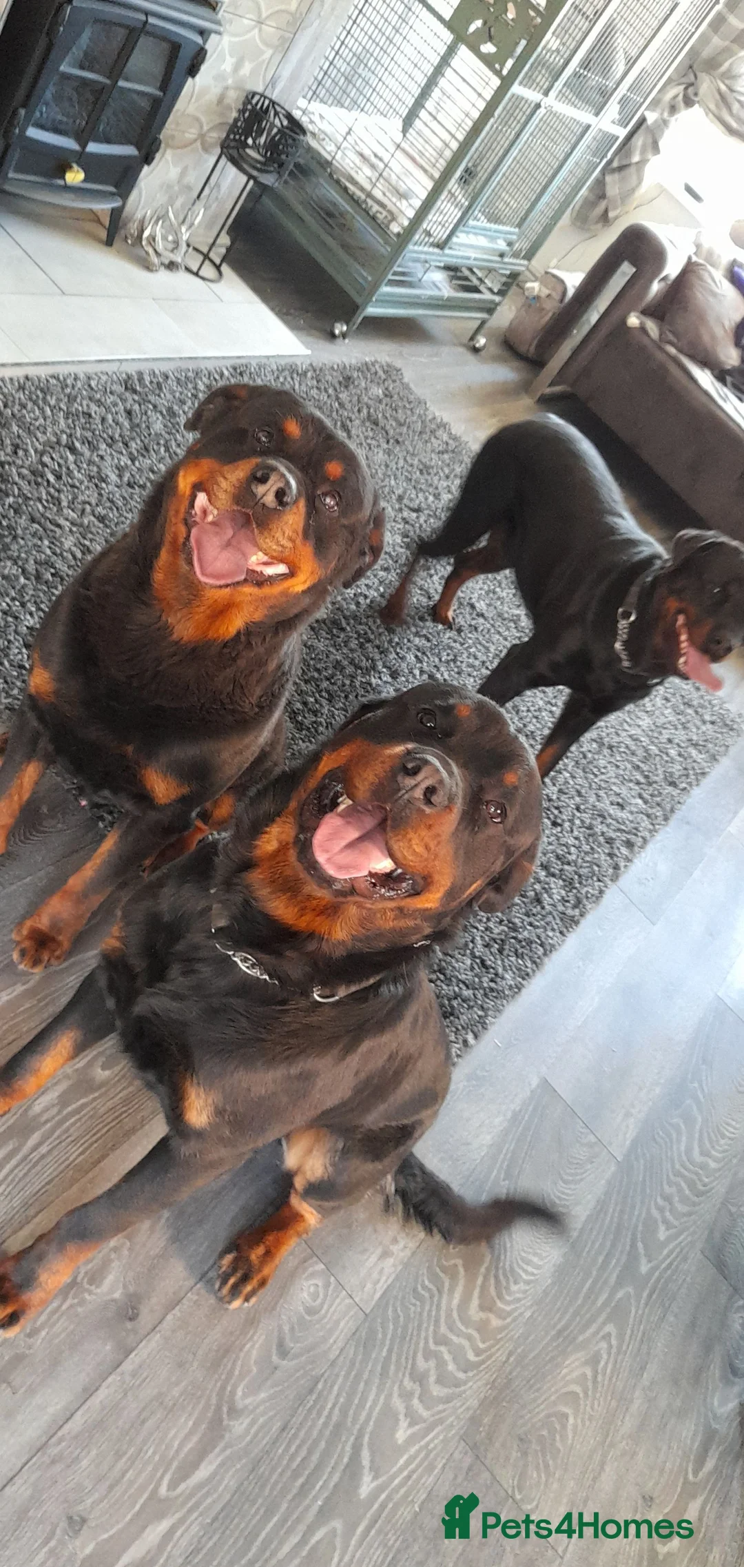 Rottweiler dogs for stud: proven rottweiler stud in Barnsley - Advert 3