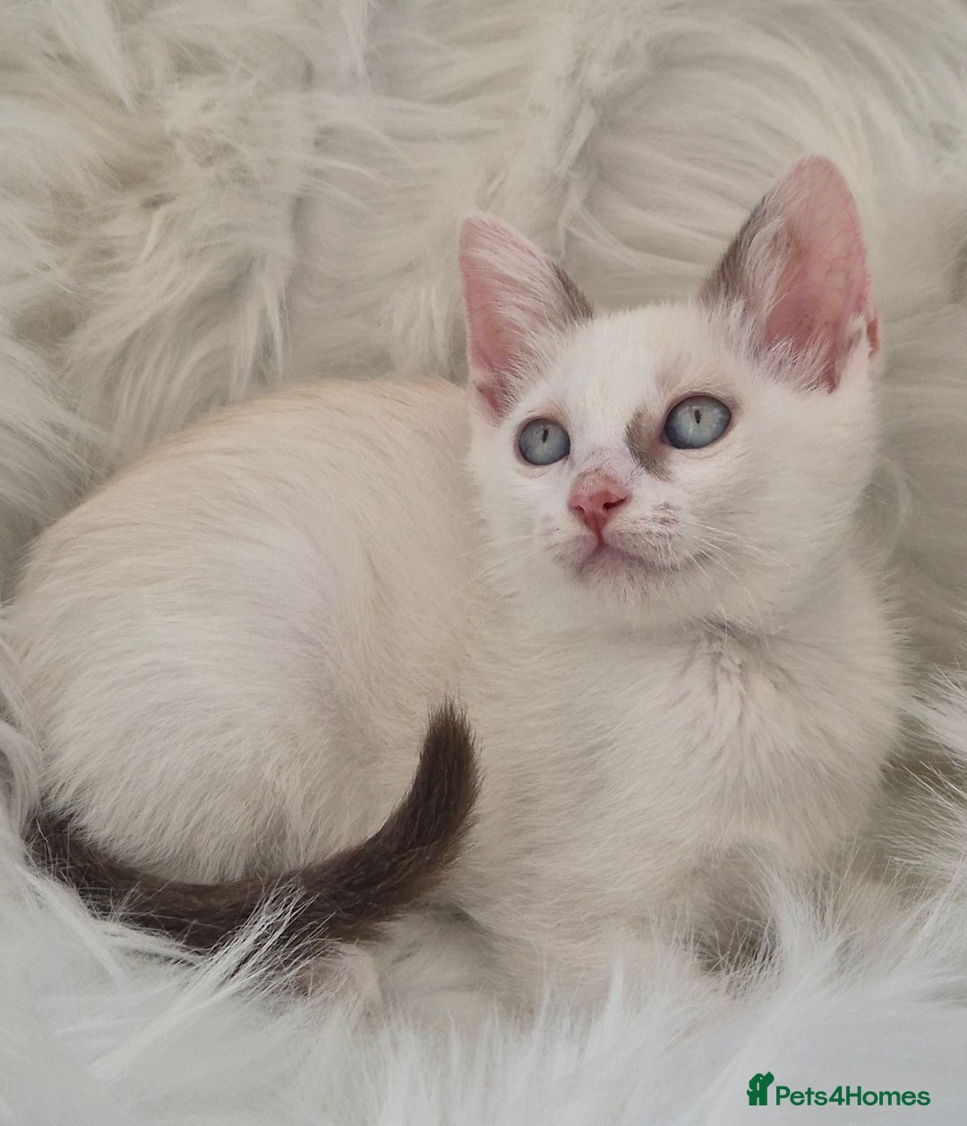 Mixed Breed cats for sale: Adorable Pedigree kitten - GCCF - REDUCED PRICE - Image 3