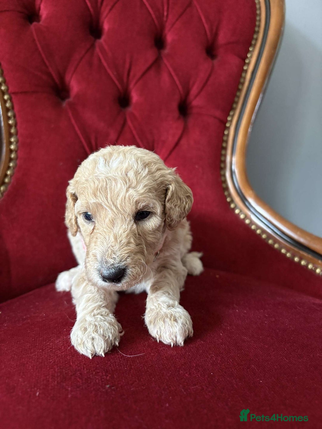 Goldendoodle dogs for sale: Golden Doodle litter  - Image 20