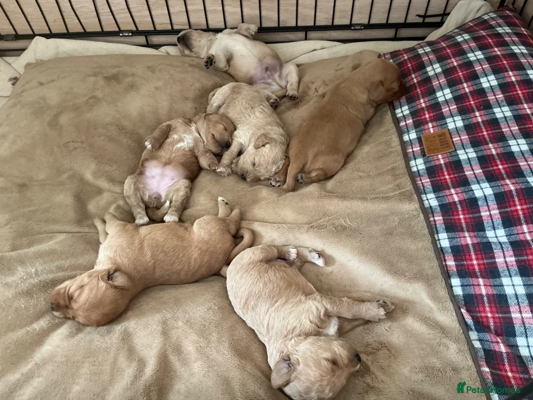 Cockapoo dogs for sale: Cockapoo x snoodle in Longfield - Advert 5