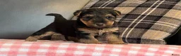 Welsh Terrier dogs for sale: STUNNING WELSH TERRIER PUPPIES AVAILABLE  - Advert 10