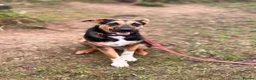 Mixed Breed dogs for adoption: 💙🐶 BRUNO – THIS BEAUTIFUL BOY IS FINALLY READY in Burntwood - Advert 2