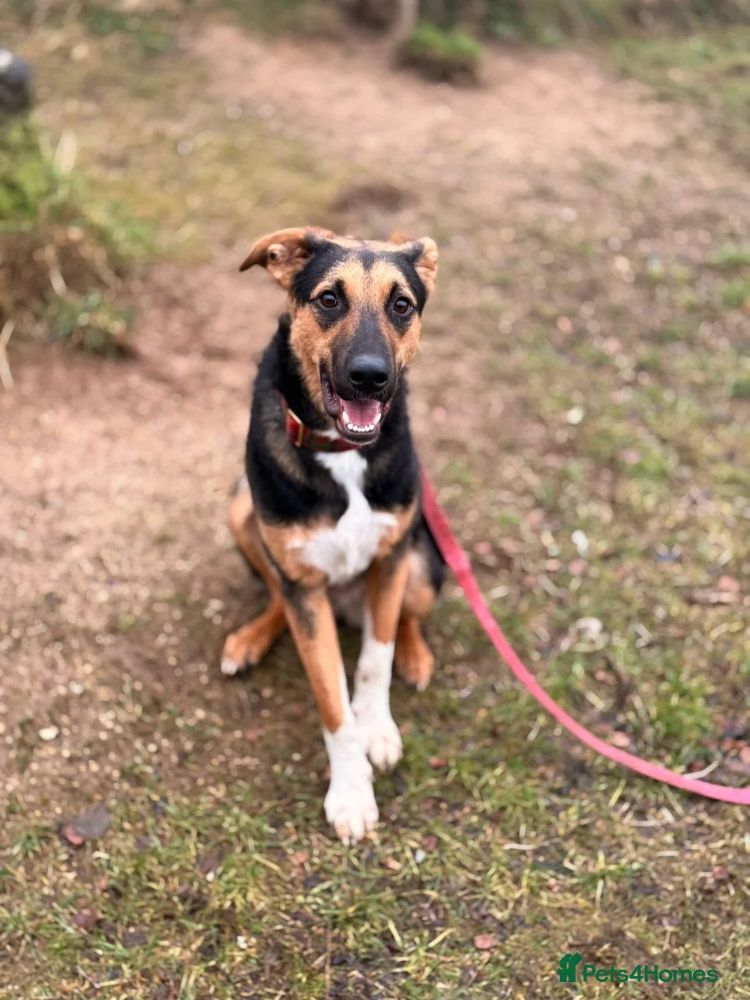 Mixed Breed dogs for adoption: 💙🐶 BRUNO – THIS BEAUTIFUL BOY IS FINALLY READY in Burntwood - Advert 2