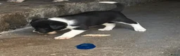 Border Collie dogs for sale: Border collies in Skipton - Advert 5