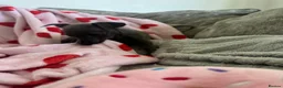 Italian Greyhound dogs for sale: KC Italian greyhound puppies 🏡 ready now - Advert 22