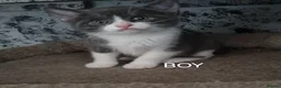 Mixed Breed cats for sale: Kittens looking for there forever homes. - Advert 2
