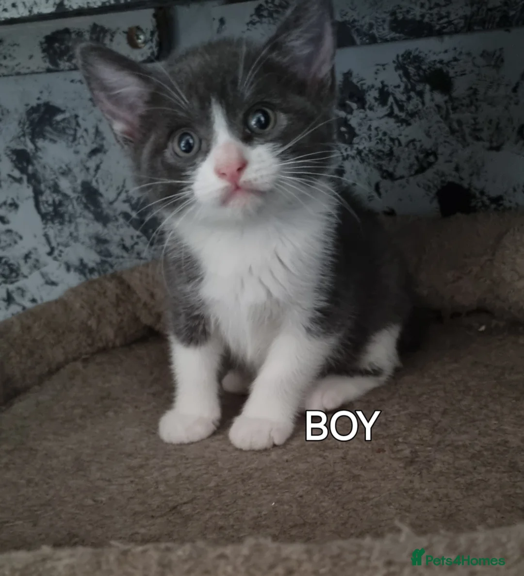 Mixed Breed cats for sale: Kittens looking for there forever homes. - Advert 2