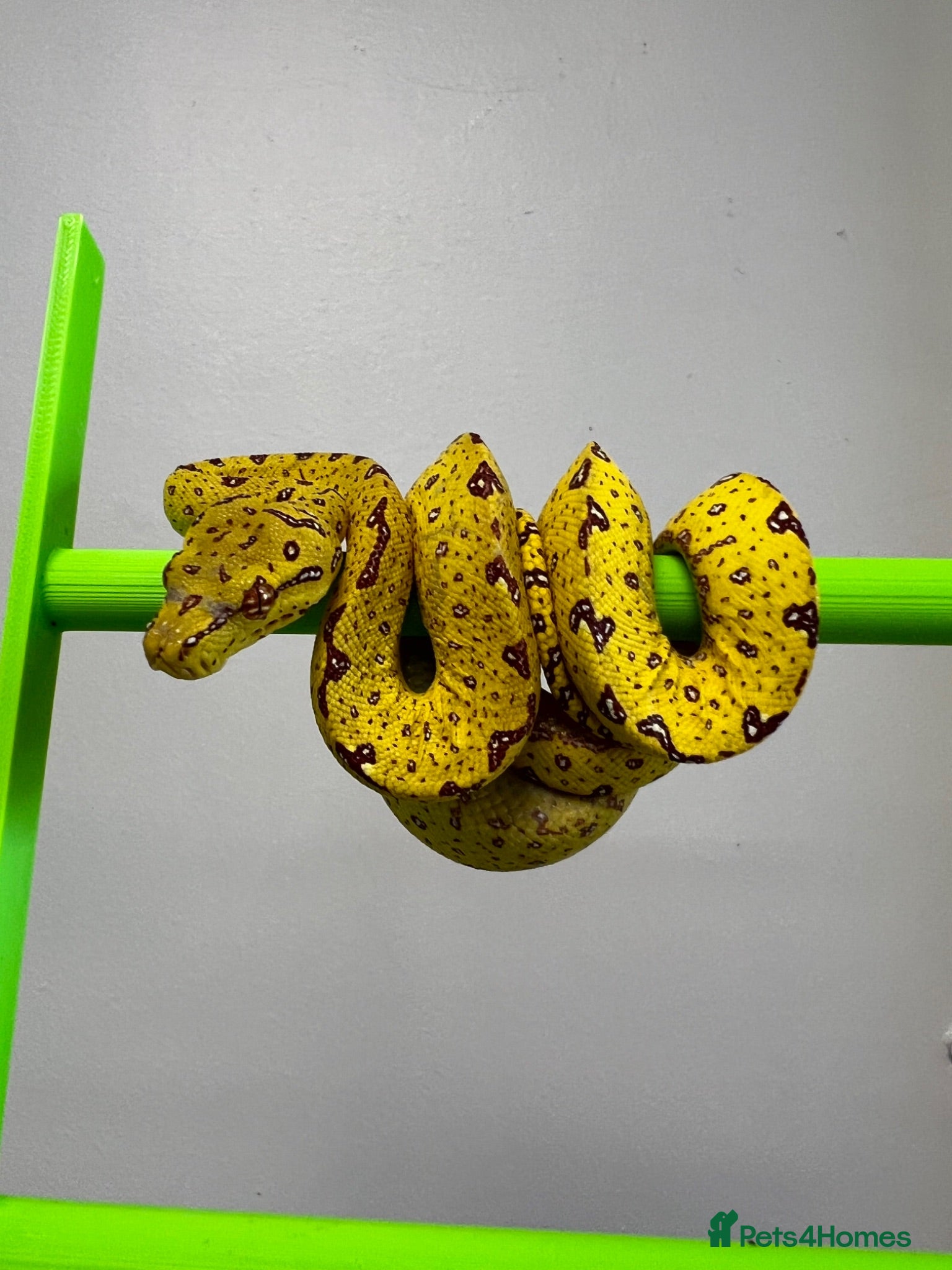 Python Snake reptiles Yellow Biak Green Tree Python For Sale - Advert 2