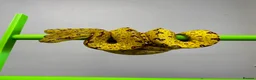 Python Snake reptiles for sale: Yellow Biak Green Tree Python For Sale - Advert 1
