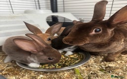 Rex rabbits for sale: Baby rex rabbits  - Image 7