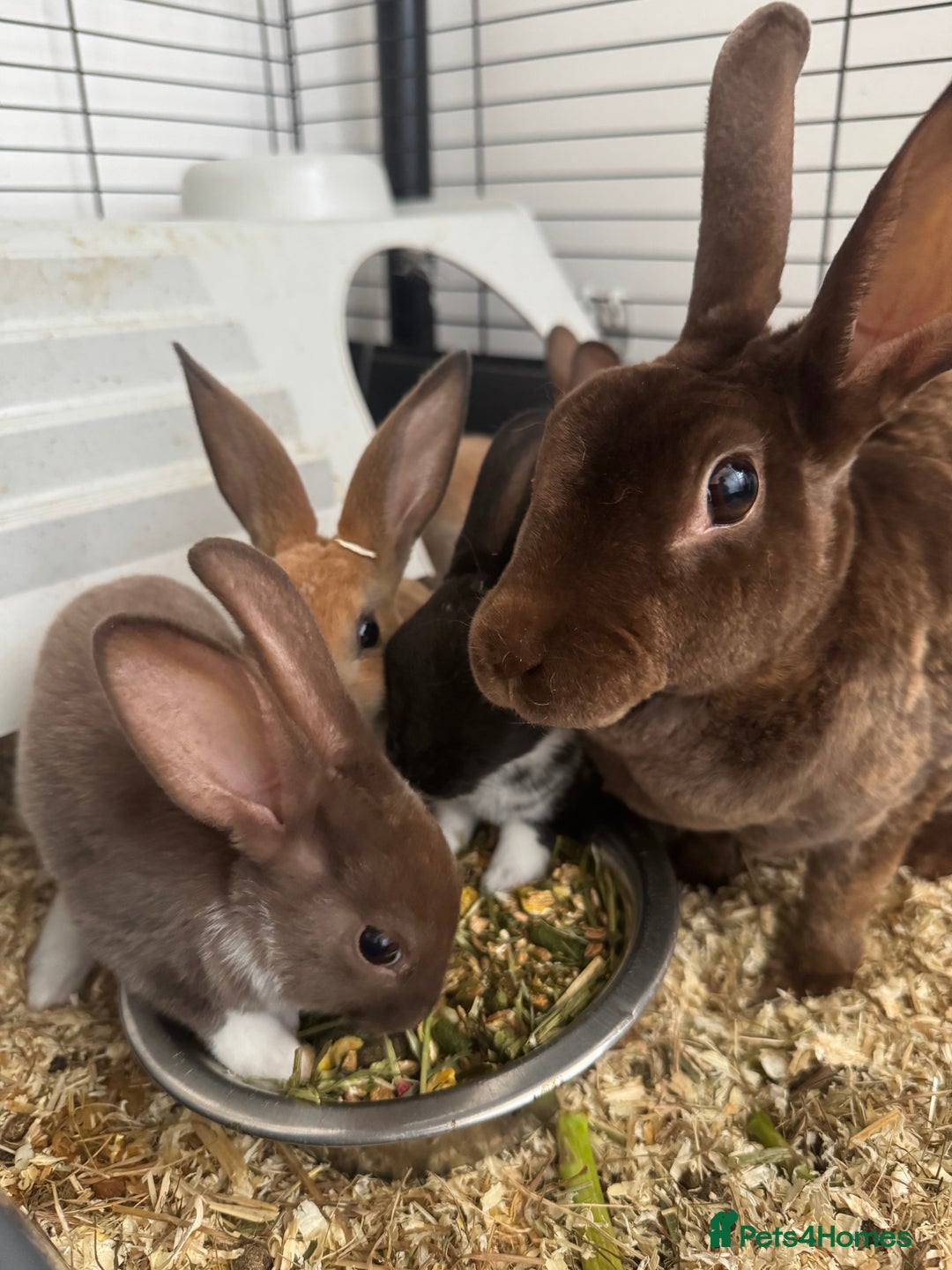 Rex rabbits for sale: Baby rex rabbits  - Image 7
