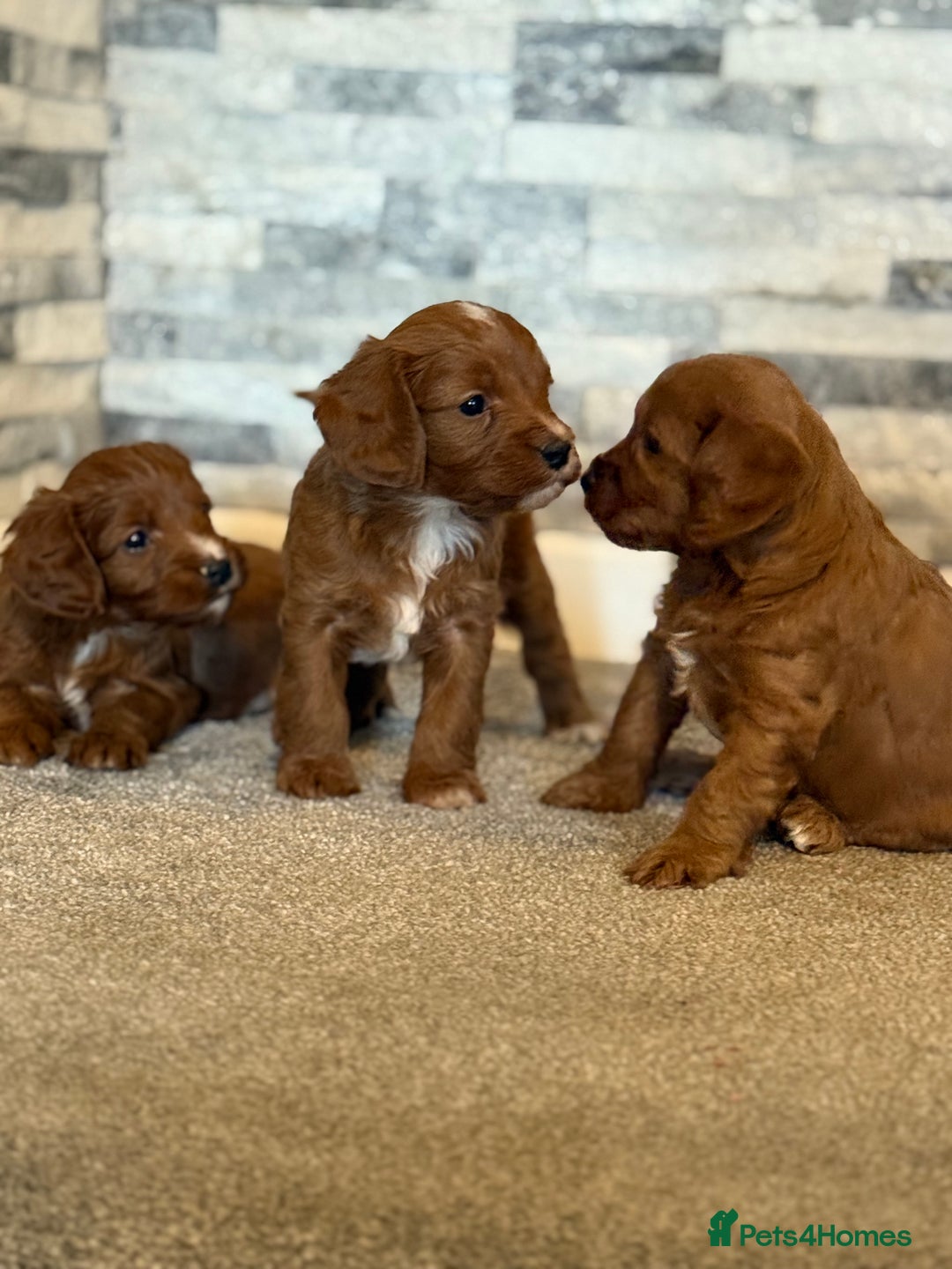 Cavapoo dogs for sale: Rich dark fox red cavapoos  - Advert 7