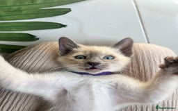 Siamese cats for sale: Human Toilet Trained! Exquisite Siamese Kittens - Image 13