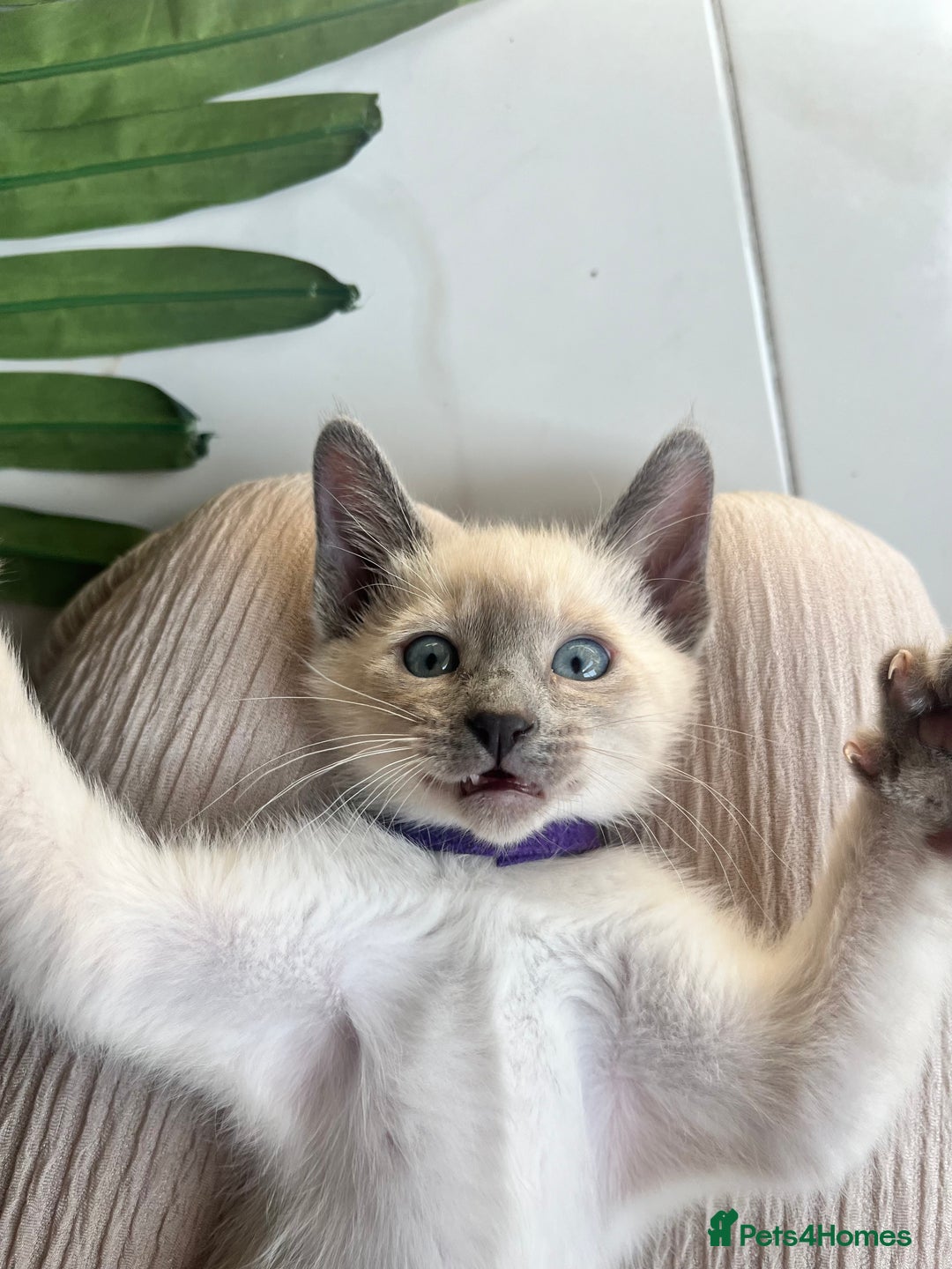 Siamese cats for sale: Human Toilet Trained! Exquisite Siamese Kittens - Image 13